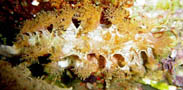 Photo: B. & S. Koretz; See a larger picture